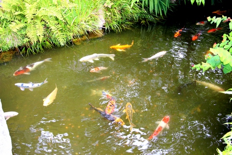 ���-���������